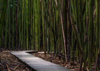 Ecodesign in bamboo