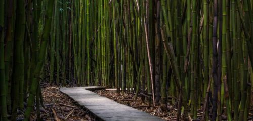 Ecodesign in bamboo