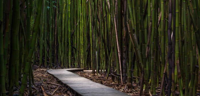 Ecodesign in bamboo