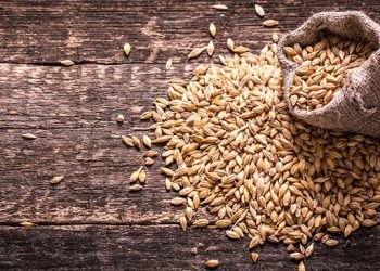 Riciclo degli scarti alimentari: nuova vita per il grano della birra