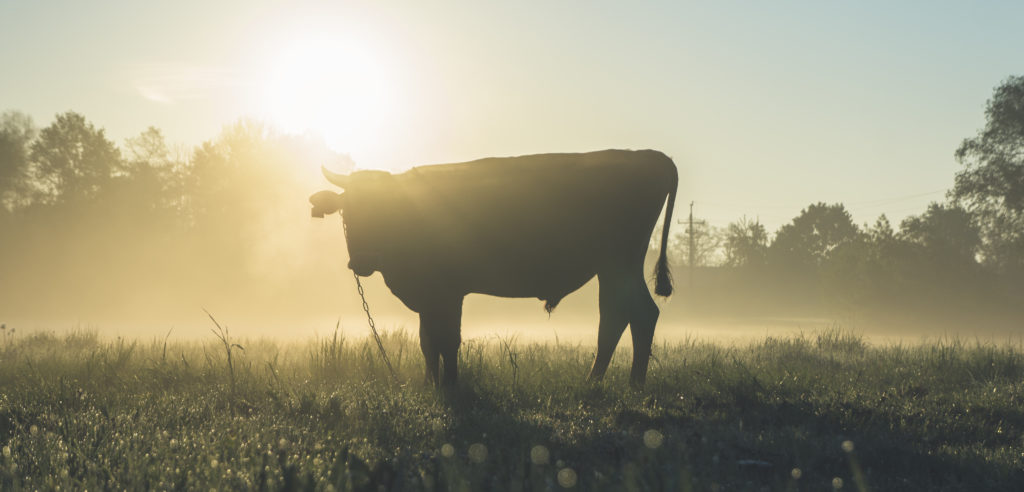 Alimentazione sostenibile negli allevamenti: alghe contro le emissioni inquinanti