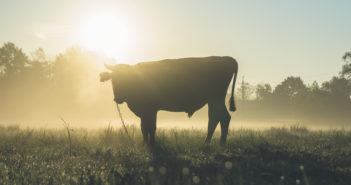 Alimentazione sostenibile negli allevamenti: alghe contro le emissioni inquinanti Alimentazione sostenibile negli allevamenti: alghe contro le emissioni inquinanti
