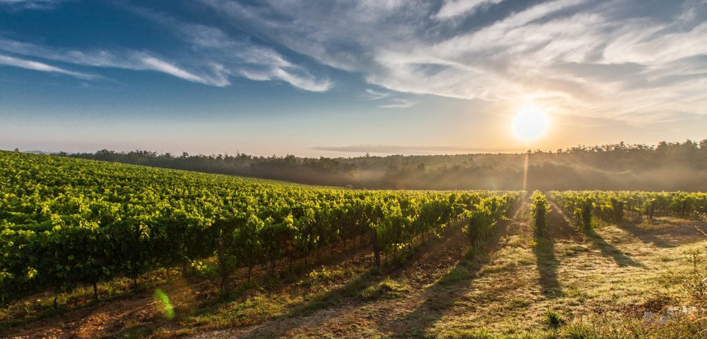 Effetti dei cambiamenti climatici sul vino: la situazione critica del Mediterraneo