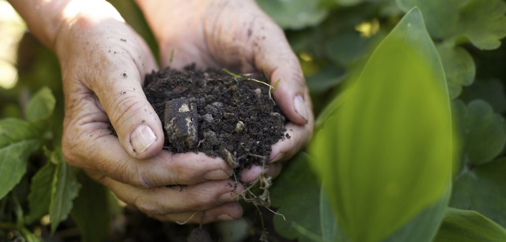 Agricoltura biologica in Italia: crescita vertiginosa del settore