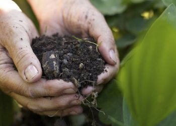 Agricoltura biologica in Italia: crescita vertiginosa del settore