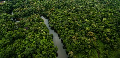 Ambiente e film: foresta Amazzonia (foto: www.drawdown.org)