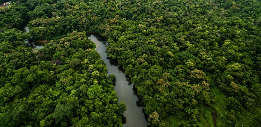 Ambiente e film: foresta Amazzonia (foto: www.drawdown.org)