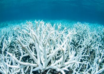 Acidificazione degli oceani: un'allarmante conseguenza del riscaldamento globale