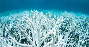 Acidificazione degli oceani: un’allarmante conseguenza del riscaldamento globale Acidificazione degli oceani: un'allarmante conseguenza del riscaldamento globale