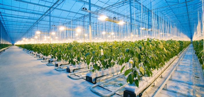 Agricoltura indoor del futuro