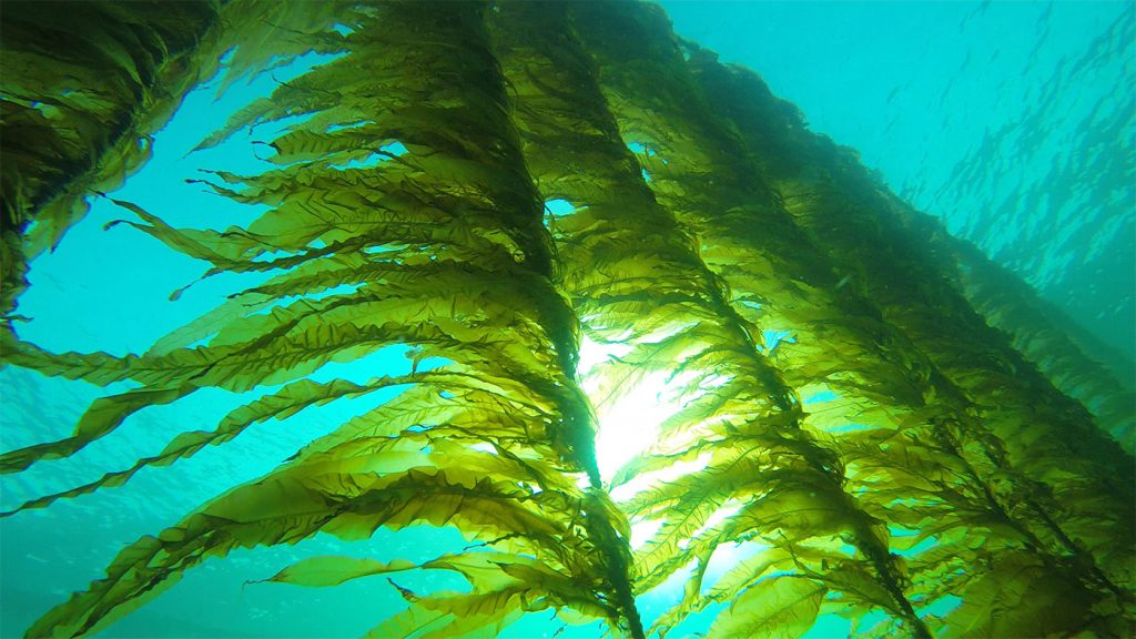 energia dalle alghe