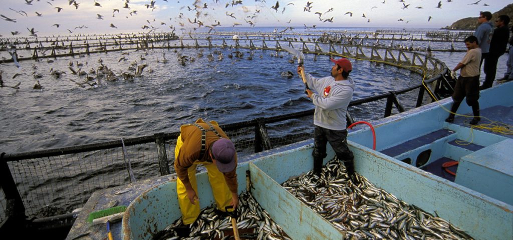 Trasformare CO2 in mangime per pesci