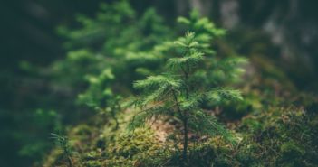 Educazione ambientale: il 14 ottobre la prima giornata mondiale educazione ambientale