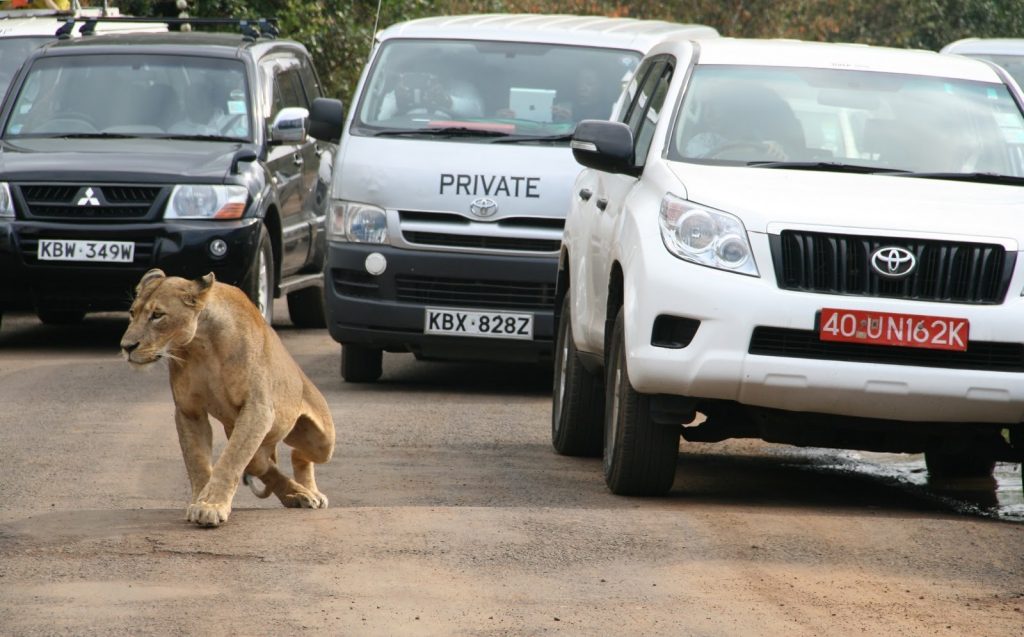 leonessa e turisti Nairobi's National Park Kenya, foto Reuters/Edmund Blair (https://www.weforum.org)