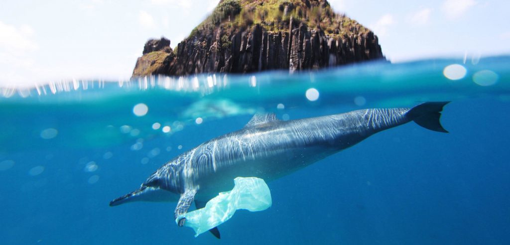 Smaltimento biologico della plastica: le contromosse della natura