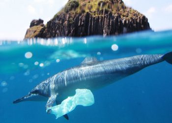 Smaltimento biologico della plastica: le contromosse della natura