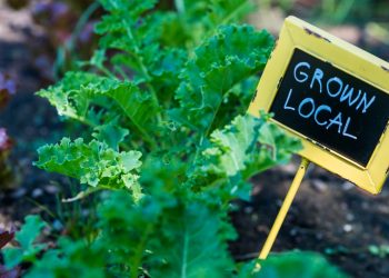 Sostenibilità del cibo e agricoltura