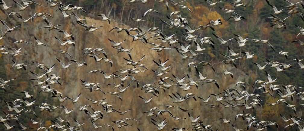 Sesta estinzione di massa, uccelli foto di REUTERS/Mathieu Belanger(foto: https://www.weforum.org)