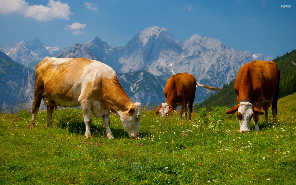 Impatto ambientale degli allevamenti: che succederebbe se smettessimo di mangiare carne?