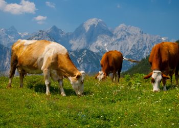 Impatto ambientale degli allevamenti: che succederebbe se smettessimo di mangiare carne?