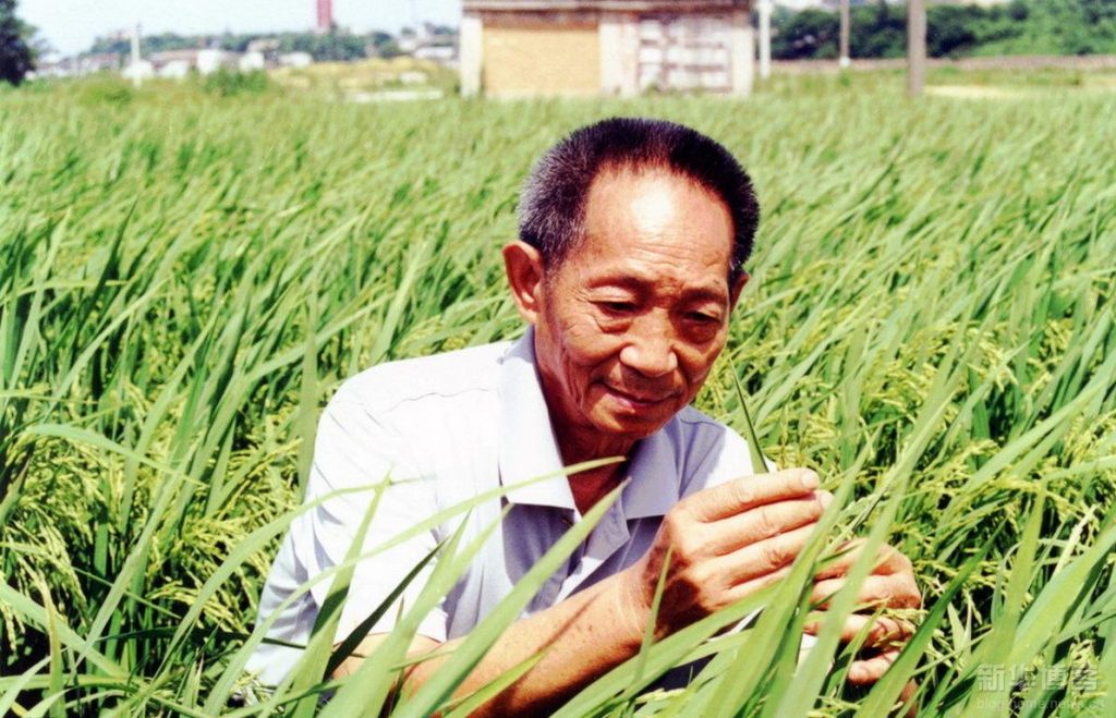 Coltivazioni di riso sostenibili: dalla Cina una scoperta che potrebbe cambiare le carte in tavola