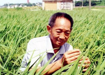 Coltivazioni di riso sostenibili: dalla Cina una scoperta che potrebbe cambiare le carte in tavola