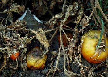 estinzioni agricole: pomodori e siccità in California(foto: www.theguardian.com)