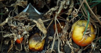 Estinzioni agricole: patate, cioccolato e caffè a rischio estinzioni agricole: pomodori e siccità in California(foto: www.theguardian.com)