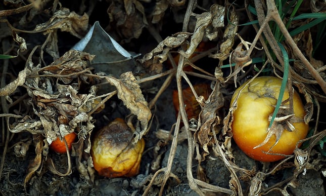 estinzioni agricole: pomodori e siccità in California(foto: www.theguardian.com)