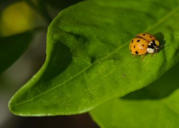 Biotecnologie per la bioagricoltura