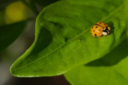 Biotecnologie per la bioagricoltura