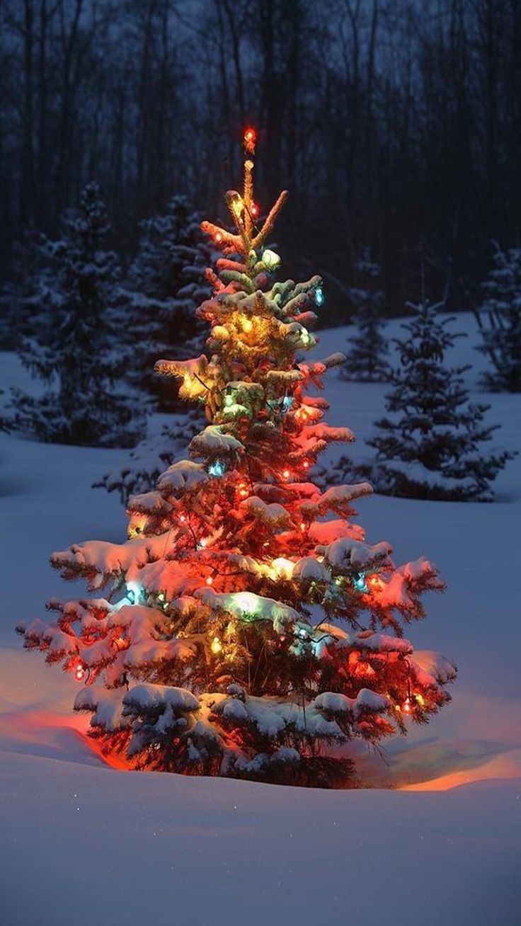 Albero Di Natale Vero Prezzo.Albero Di Natale Ecosostenibile Rendi Le Tue Feste Un Po Piu Green Green It