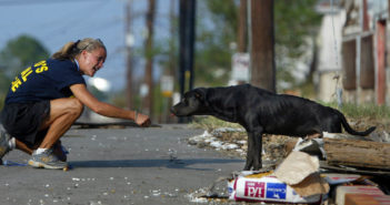 Animal Help, Legambiente lancia il nuovo sito per la protezione degli animali Animal Help