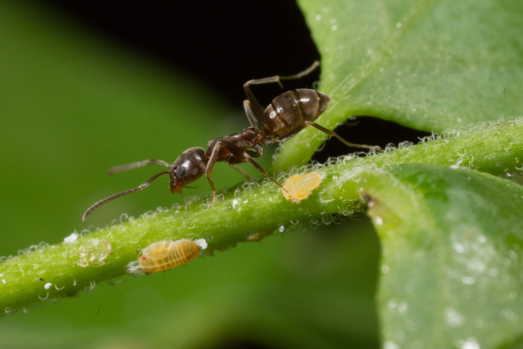 Biotecnologie per la bioagricoltura