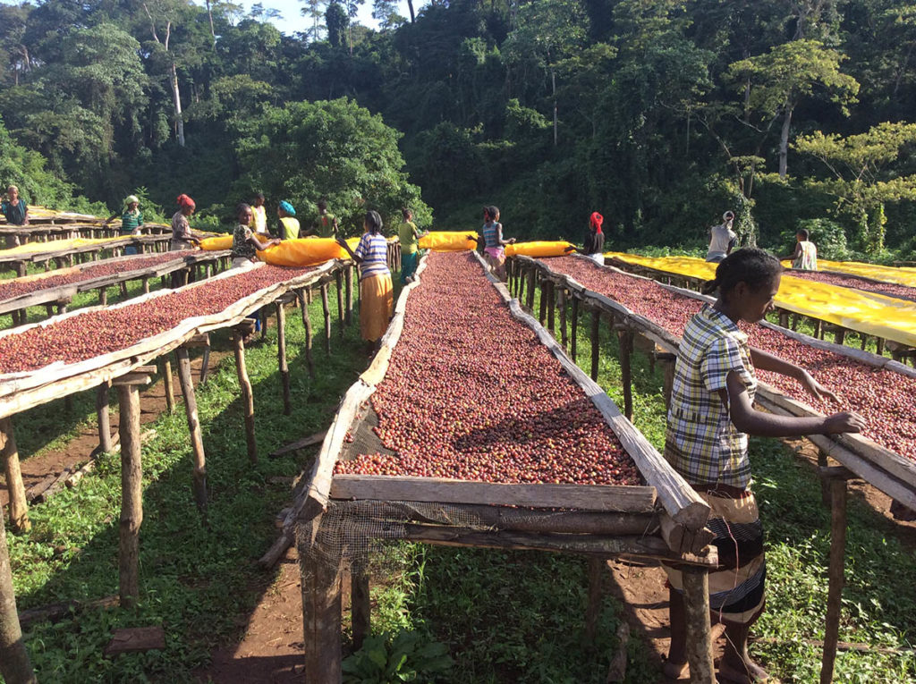 Coltivazione del Cacao