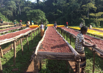 Coltivazione del Cacao