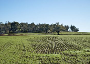 Ministero delle politiche agricole alimentari e forestali