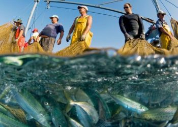 Danni della pesca elettrica: l'Europa apre ad un utilizzo massiccio di questa tecnica