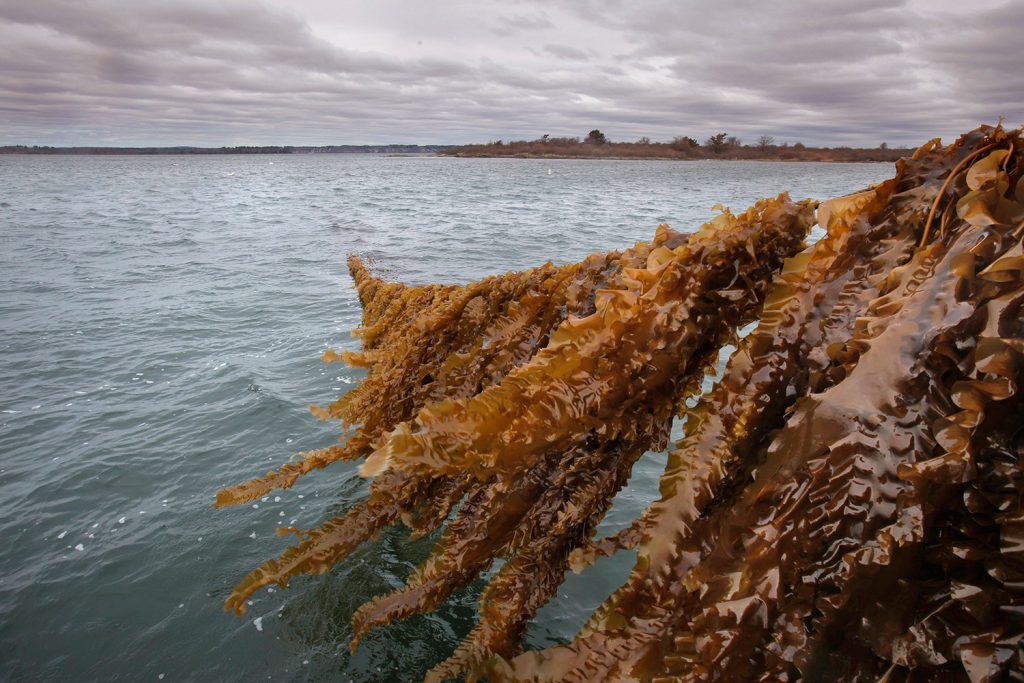 Alghe e alimentazione sostenibile: cosa sta succedendo nel Maine