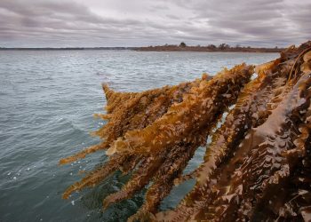 Alghe e alimentazione sostenibile: cosa sta succedendo nel Maine