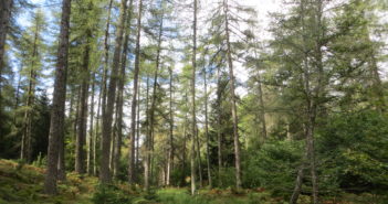 Il recupero delle foreste degradate: il progetto Foresmit foreste degradate