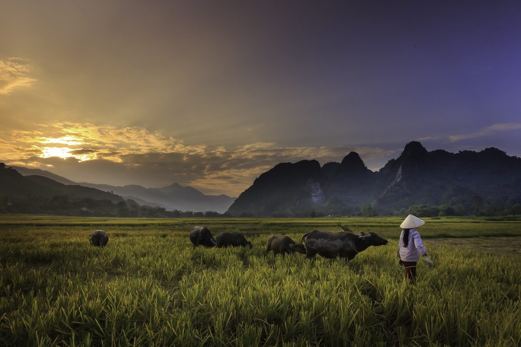 agricoltura riso Asia (foto: www.pixabay.com)