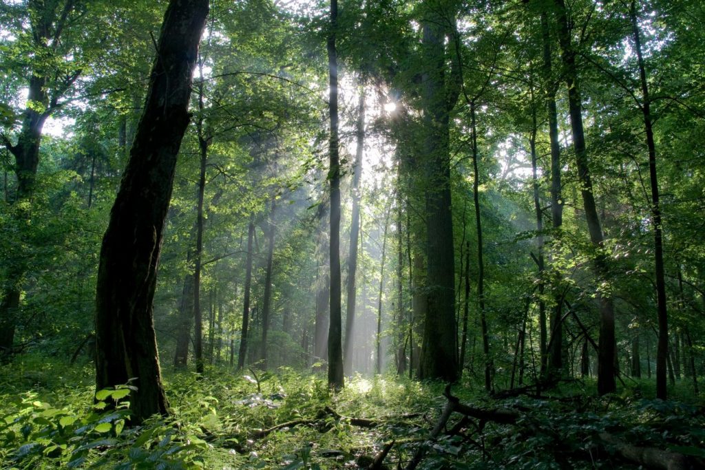 aumento delle foreste nei paesi ricchi