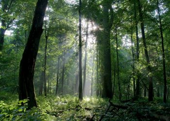 aumento delle foreste nei paesi ricchi