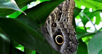 Riduzione della biodiversità: il ghiaccio tornerà… gli animali estinti no riduzione della biodiversità