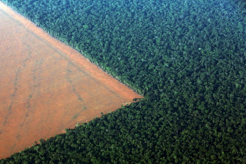 aumento delle foreste nei paesi ricchi