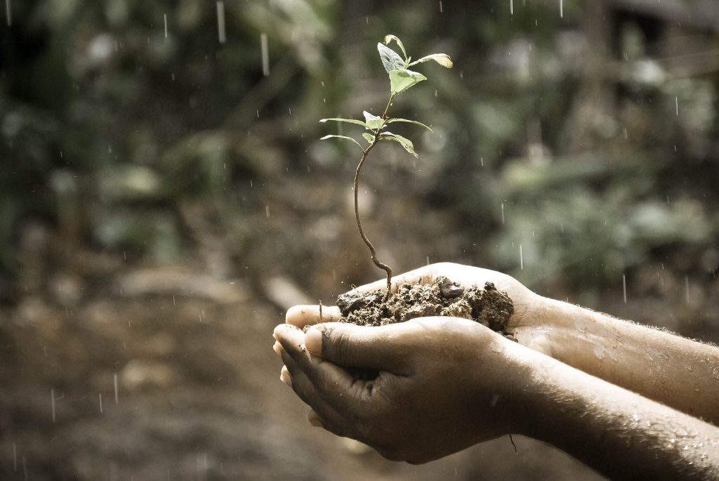 Il suolo risorsa per l'agricoltura (foto: www.pixabay.com)