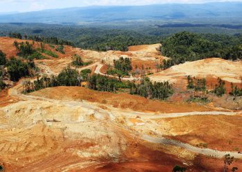 Agricoltura che recupera metalli: la fitoestrazione del nichel