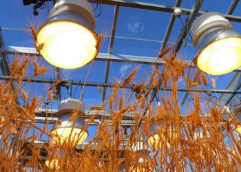 Agricoltura e sostenibilità: lampade speciali per far crescere le piante velocemente