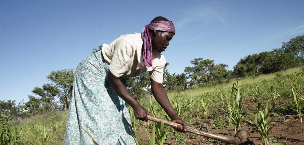 Sviluppo dell'agricoltura nell'Africa sub sahariana